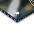 Female Ruby throated Hummingbird 1384 Acrylic print