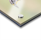 Western Meadowlark 0432 Acrylic print