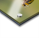 Western Meadowlark 9602 Acrylic print