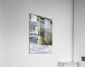 Polar Bear Mother and Cub Acrylic Print