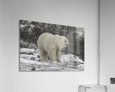 Polar Bear Acrylic Print