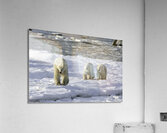 Polar Bear Mother and Cubs Acrylic Print