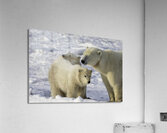 Polar Bear Mother and Cubs Acrylic Print