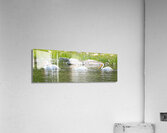 Pelicans 9842 Acrylic Print