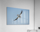 Pelicans 0651 Acrylic Print