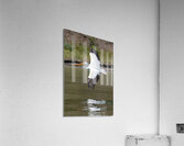 Pelicans 9976 Acrylic Print