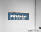 Pelicans 0150 Acrylic Print