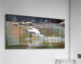 Pelicans 9989 Acrylic Print