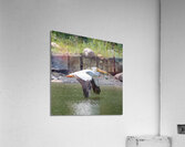 Pelicans 0008 Acrylic Print