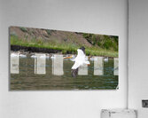 Pelicans 9972 Acrylic Print