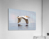 Pelicans 0253 Acrylic Print