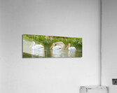 Pelicans 9837 Acrylic Print