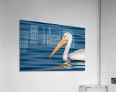 Pelican 1530 Acrylic Print
