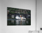 Pelicans 0292 Acrylic Print