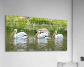 Pelicans 9836 Acrylic Print
