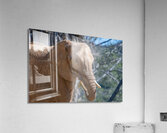 Elephant 7937 Acrylic Print