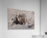 Red Fox 9081 Acrylic Print