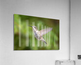 Female Ruby throated Hummingbird 1425 Acrylic Print