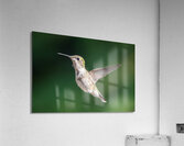 Female Ruby throated Hummingbird 0974 Acrylic Print