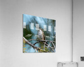 Female Ruby throated Hummingbird 1389 Acrylic Print