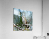 Female Ruby throated Hummingbird 1411 Acrylic Print
