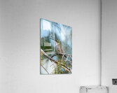 Female Ruby throated Hummingbird 1409 Acrylic Print