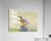 Western Meadowlark 0432 Acrylic Print