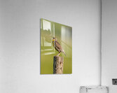 Western Meadowlark 9602 Acrylic Print