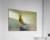 Western Meadowlark 0452 Acrylic Print