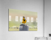 Western Meadowlark 0421 Acrylic Print