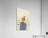 Western Meadowlark 0428 Acrylic Print