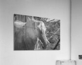 Elephant BW 7937 Acrylic Print