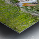 Pelicans 9842 Metal print