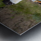 Pelicans 9976 Metal print