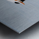 Pelicans 0253 Metal print