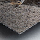 Red Fox 9081 Metal print