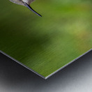 Female Ruby throated Hummingbird 1425 Metal print