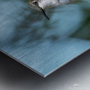 Female Ruby throated Hummingbird 1389 Metal print