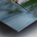 Female Ruby throated Hummingbird 1411 Metal print