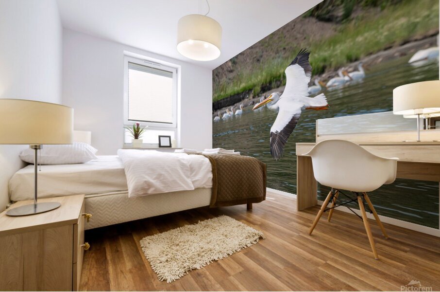 Pelicans 9972 Mural print