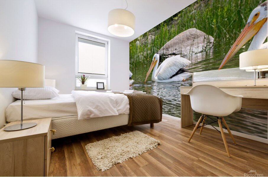 Pelicans 9837 Mural print