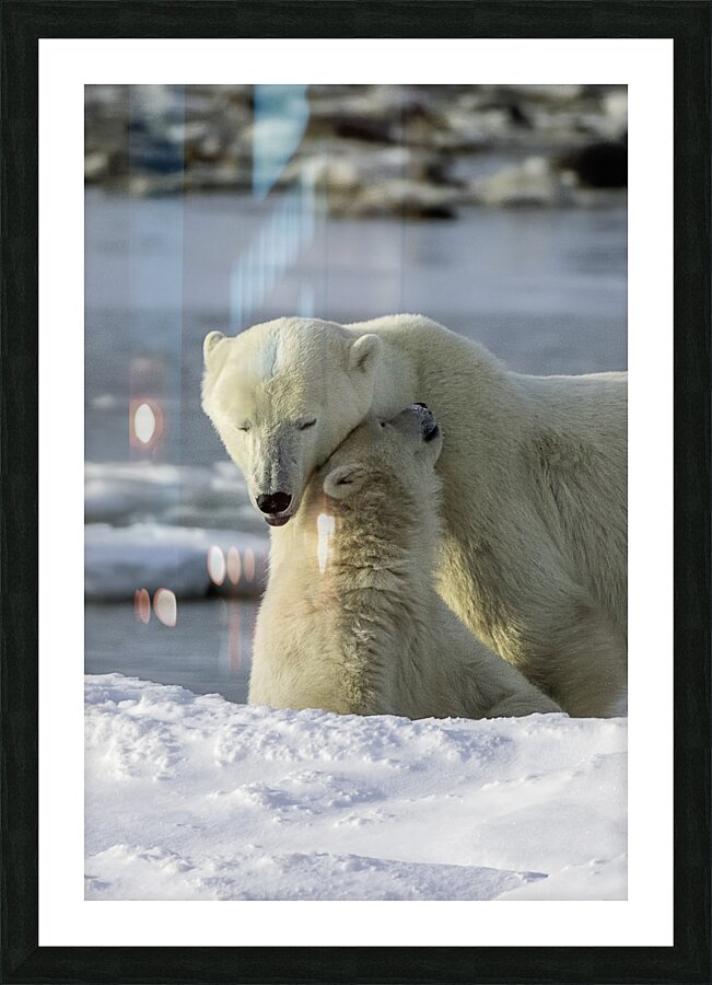Polar Bear Mother and Cub Picture Frame print