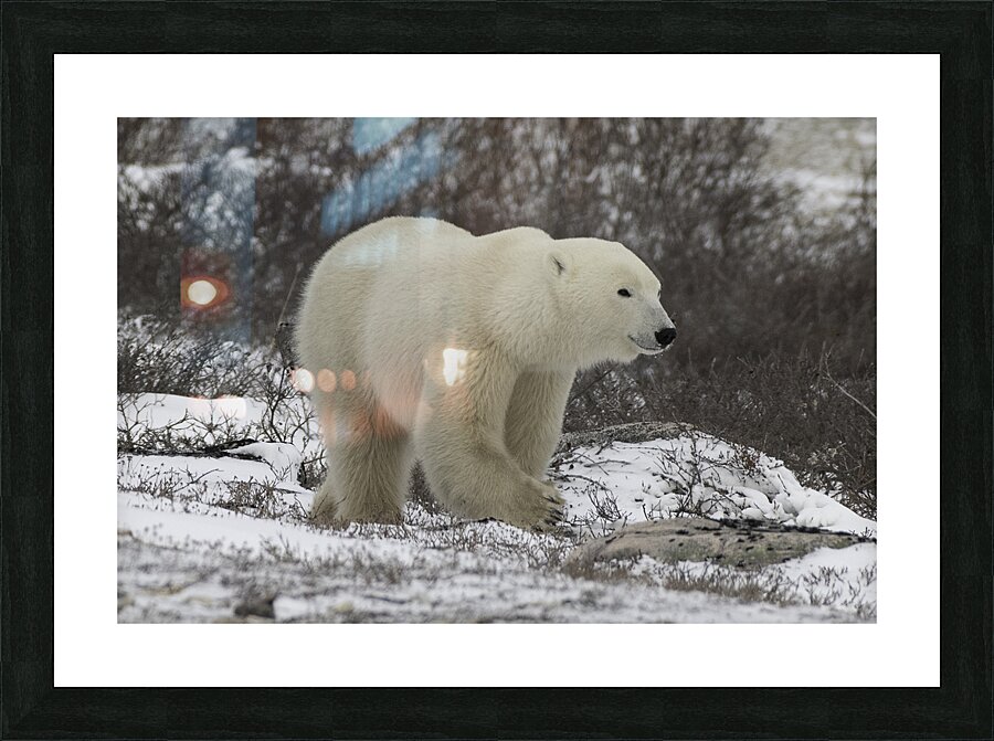 Polar Bear Picture Frame print