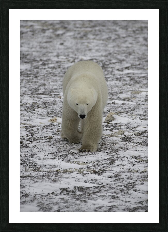 Polar Bear 4578 Picture Frame print