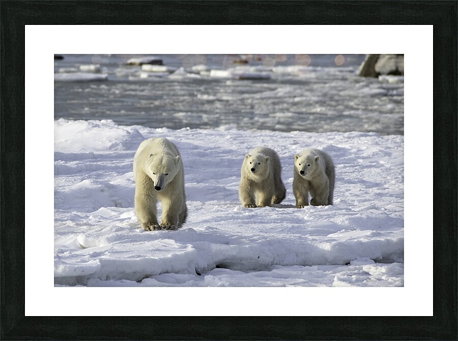 Polar Bear Mother and Cubs Picture Frame print