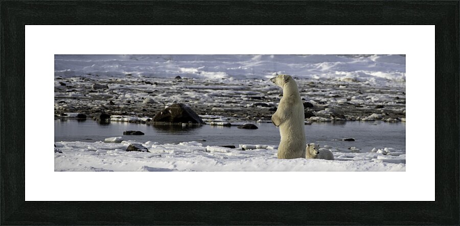 Polar Bear Mother Standing Picture Frame print