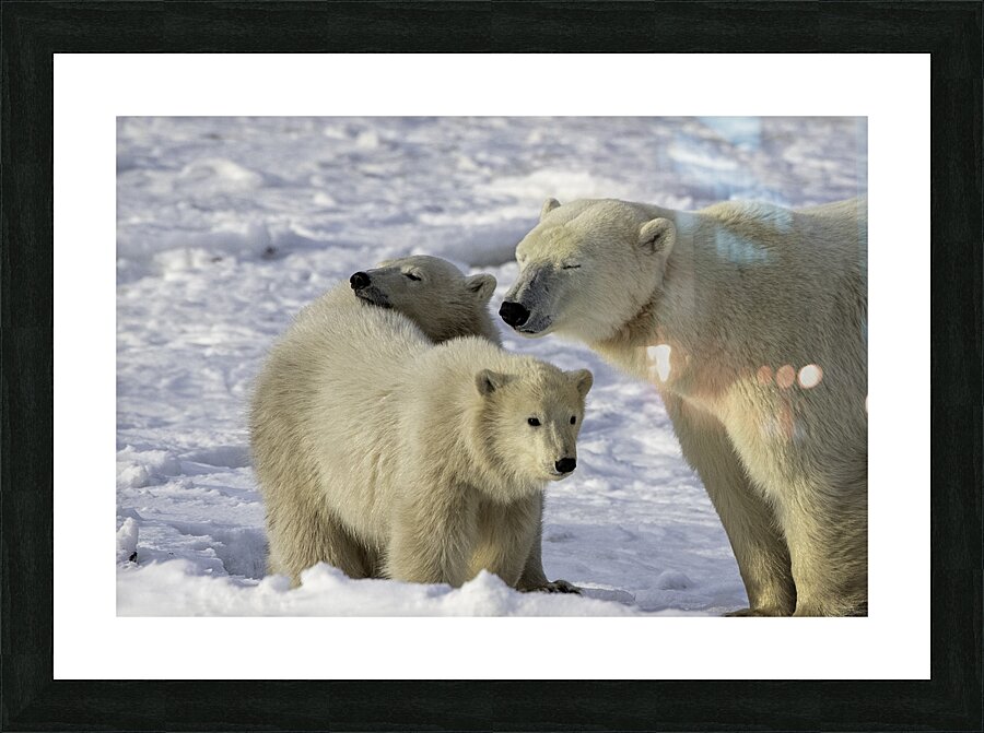 Polar Bear Mother and Cubs Picture Frame print