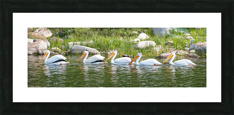 Pelicans 9847 Picture Frame print