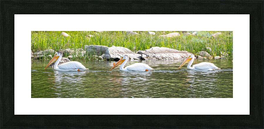 Pelicans 9842 Picture Frame print