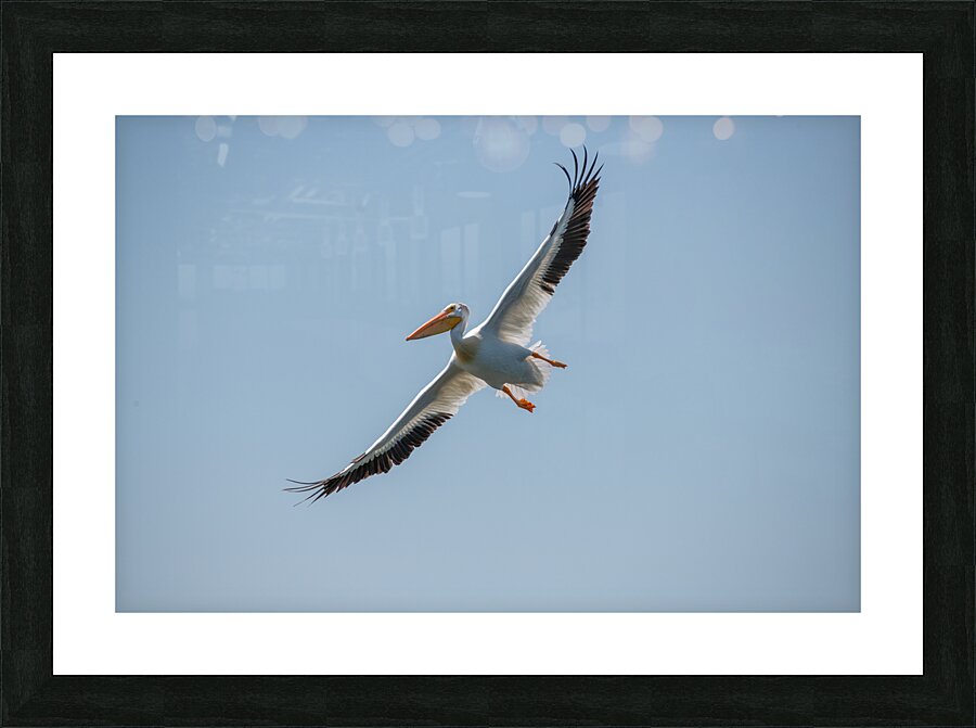 Pelicans 0651 Picture Frame print